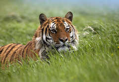 tiger, nature, grass, animals wallpaper
