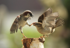 sparrow, macro, fighting, humor, bird, animals wallpaper