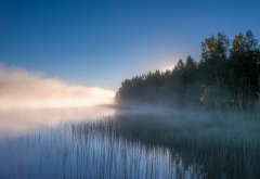 landscape, nature, lake, mist, sunrise, forest, water, reeds, trees, Russia wallpaper