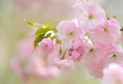 sakura, cherry, flowers, nature wallpaper