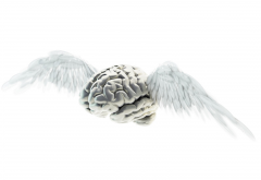 brain, wings, flying wallpaper