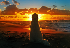 dog, beach, clouds, sunset, sea wallpaper