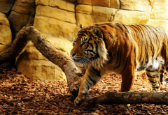 tiger, sunlight, animals, wild animals wallpaper