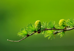 conifer, cones, macro, blurred, green, photography wallpaper