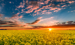 sunset, field, spring, rape, colza, clouds, nature wallpaper