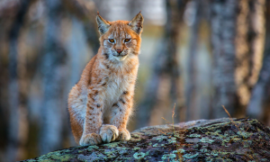 lynx, wild cat, animals wallpaper