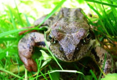 frog, toad, grass, animals, nature, macro wallpaper