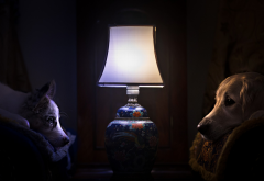 dog, lamp, comfort, rest wallpaper