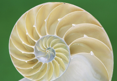 shell, spiral, shell inside, macro, nature wallpaper