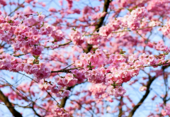 cherry, blossoms, flowering, spring, flowers, nature wallpaper