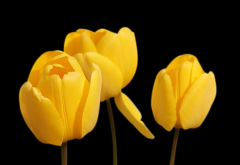 yellow tulips, flowers, nature wallpaper
