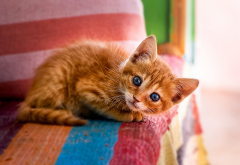 cat, red kitten, blue eyes, animals, cute wallpaper