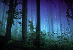 forest, dark, blue, lights, tree, nature wallpaper