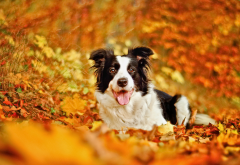 border collie, dog, leaf, autumn, bokeh, fall, animals wallpaper