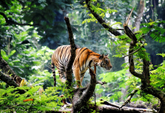 animals, tiger, forest, nature wallpaper