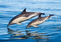 dolphins, water, animals, underwater, sea wallpaper