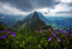 swiss alpstein, switzerland, alps, mountains, peak, clouds, nature, wild flowers wallpaper