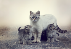 cat, kittens, animals, cats family wallpaper