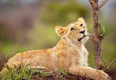 lion cub, lion, animals, wild cat wallpaper