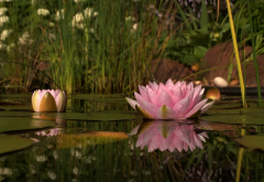 water lilly, reflections, water, pond, flowers, nature wallpaper