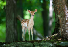 deer, animals, forest, nature wallpaper