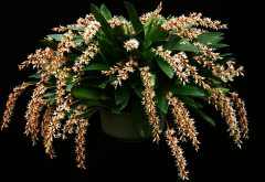 orchids, flowers, dendrochilum, cootesii, nature wallpaper