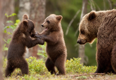 bear, animals, mama bear and cubs, cub wallpaper