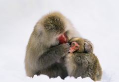 japanese macaque, animals, macaque, monkey wallpaper