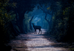 deer, path, tree, forest, fog, wildlife, nature wallpaper