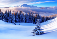 winter, nature, mountains, snow, forest wallpaper