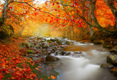 nature, autumn, romania, forest, tree, creek, leaves, stones, leaf, stream wallpaper