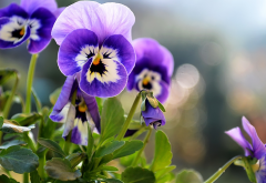 pansy, flowerbed, summer, flowers, nature wallpaper