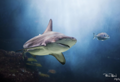 shark, underwater, predator, fish wallpaper