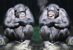 chimpanzee, zoo, monkey, smile, laugh, animals wallpaper