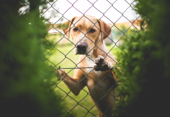 dog, retriever, fence, animals, funny puppy wallpaper