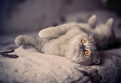 grey cat, enormous eyes, tomcat, animals, eyes, cat wallpaper