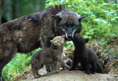wolf, baby wolf and mom, animals wallpaper
