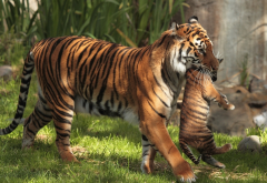 tiger, wild animals, animals, zoo, tiger kitten wallpaper