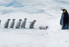 penguin, bird, animals, winter, snow, ice wallpaper