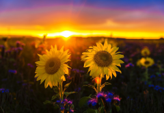 nature, landscape, field, sunflowers, sunset, flowers wallpaper