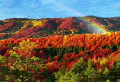carpathian mountains, autumn, forest, rainbow, nature, transcarpathia, tree wallpaper