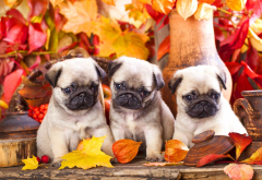 puppies, puppy, autumn leaves, three pug, dog, animals, pugs wallpaper