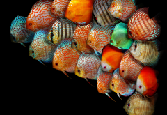 discus fish, underwater, fish, animals wallpaper