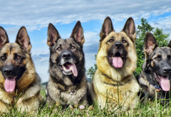 german shepherd, dog, animals, 4 shepherd dogs wallpaper