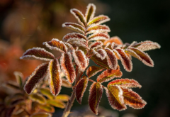 autumn, branch, leaves, frost wallpaper