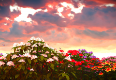 phlox, clouds, flowers, nature, sunset wallpaper