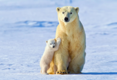 bear, polar bear, winter, snow, family, animals, bears cub wallpaper