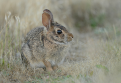 european hare, dry grass, hare, brown hare, animals wallpaper