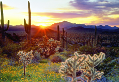 cactus, sun, flowers, sky, mountains, el centinela, baja california, mexico wallpaper
