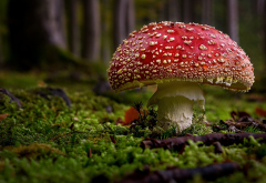 mushroom, forest, close-up, nature, amanita wallpaper
